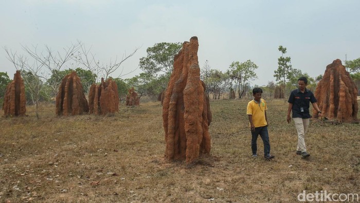 Tantangan Mantri BRI di Ujung Timur Indonesia, Bertemu Ular hingga Masuk Parit Tantangan Mantri BRI di Ujung Timur Indonesia, Bertemu Ular hingga Masuk Parit
