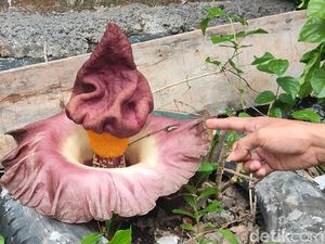 Bunga Bangkai Tumbuh di Belakang Rumah Warga, Begini Penampakannya