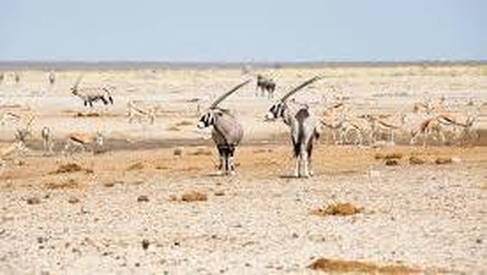 Etosha national Park, Namibia