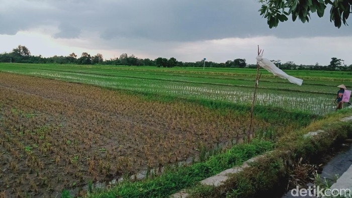 Serangan inser di Desa Mendak, Kecamatan Delanggu.