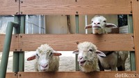 Selain rusa, terdapat banyak hewan lainnya di area hutan bambu. Misalnya saja reptil, unggas, hingga domba dan kambing. Memberi makan dan berfoto di area kandang domba juga menjadi aktivitas yang seru. (Weka Kanaka/detikcom)