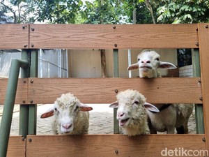 Pulau Ini Dipenuhi Kambing, Warlok Ajak Turis Berburu