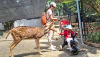 Salah satu hewan yang dapat ditemui di area hutan bambu ini adalah rusa. Nantinya traveler akan dibekali dengan sebungkus wortel dan traveler dapat memberi makan secara langsung para rusa ini. Tentunya pengalaman memberi makan rusa adalah sesuatu yang menyenangkan dan sulit ditemui di perkotaan. (Weka Kanaka/detikcom)