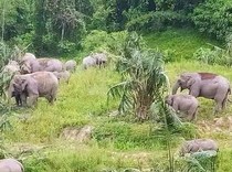 Duh Kasihan, Gajah yang Kehilangan Tetua Betina Ternyata Jadi Sulit Bertahan Hidup