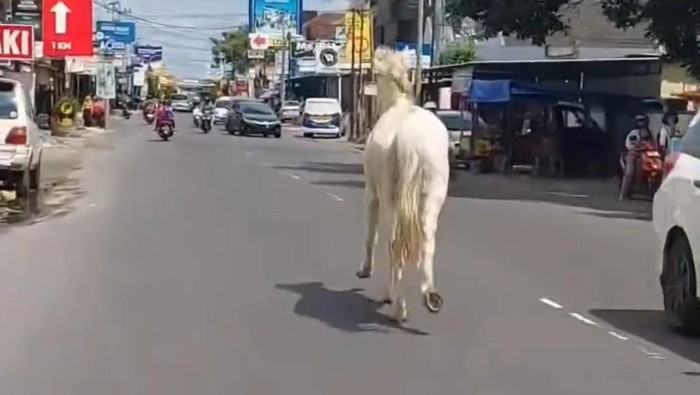 Kuda berwarna putih yang lepas di di Jalan Godean KM. 5 Kalurahan Nogotirto, Gamping, Sleman.