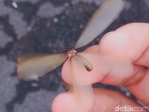 10 Cara Ampuh Usir Laron di Lampu Rumah, Persiapan Jelang Musim Hujan