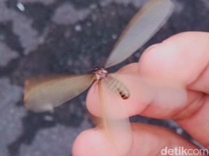 13 Tips Ampuh Usir Laron di Rumah Saat Musim Hujan