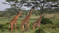 Serengeti National Park, Tanzania. (AP Photo/Mosaab Elshamy)