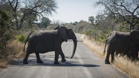 Taman Nasional Kruger, Afrika Selatan. (AP Photo/Shiraaz Mohamed)