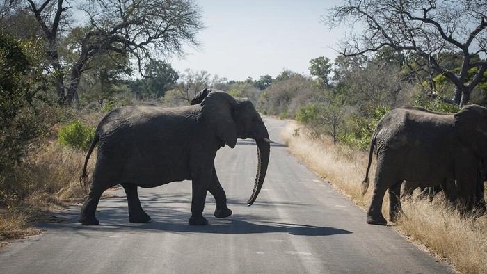 An elephant crosses the road in the Kruger National Park, South Africa, Wednesday, July 29, 2020. Animals have had the country's world-famous wildlife parks to themselves because of lockdown rules that barred international tourists and made it illegal for South Africans to travel between provinces for vacations. (AP Photo/Shiraaz Mohamed)