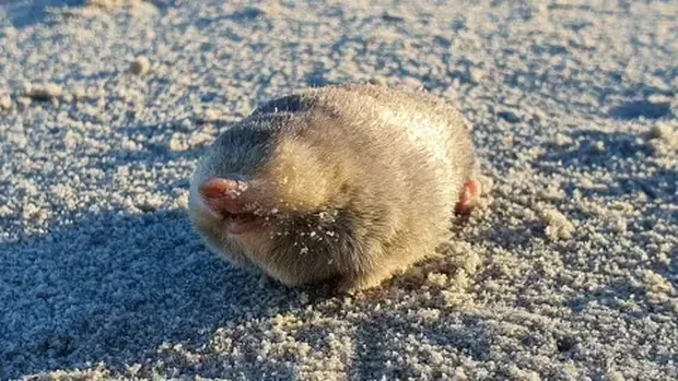 Tikus tanah (mole) buta emas