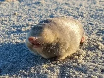 Sempat Dianggap Punah, Hewan Ini Terlihat Lagi Setelah Hampir 100 Tahun