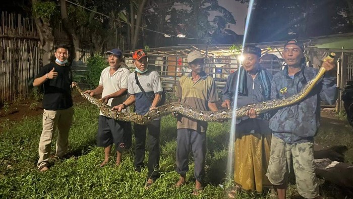 Ular sancagendut ditemukan di daerah Jatiasih, Kota Bekasi, Jawa Barat (Jabar). Ular tersebut ditemukan saat warga hendak mengecek rumah pompa. (dok pribadi/Eko Uban)
