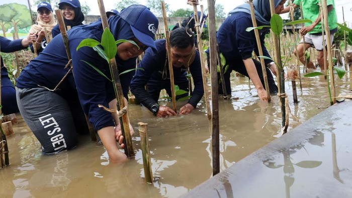 Kepala BPKH Fadlul Imansyah bersama Anggota Dewan Pengawas BPKH Heru Muara Sidik didampingi pimpinan lainnya menanam pohon mangrove di Kawasan Ekowisata Mangrove PIK, Jakarta, Minggu (3/12/2023).