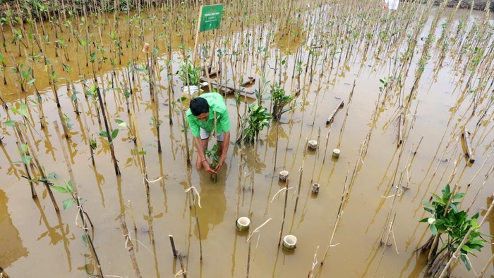 Kepala BPKH Fadlul Imansyah bersama Anggota Dewan Pengawas BPKH Heru Muara Sidik didampingi pimpinan lainnya menanam pohon mangrove di Kawasan Ekowisata Mangrove PIK, Jakarta, Minggu (3/12/2023).