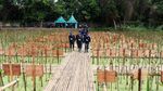 BPKH Tanam Ratusan Mangrove di Pesisir Jakarta