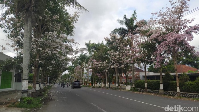 Bunga tabebuya bermekaran di Magelang, Minggu (3/12/2023).
