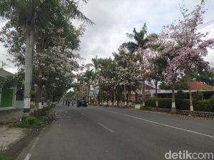 Unik! Bunga Tabebuya di Magelang Ini Mekar Setahun 4 Kali Bikin Geleng-geleng