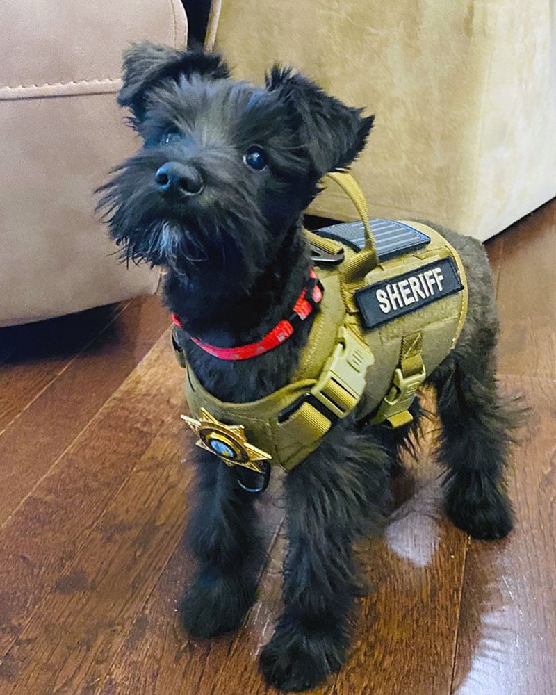 fotoinet anjing dilatih polisi