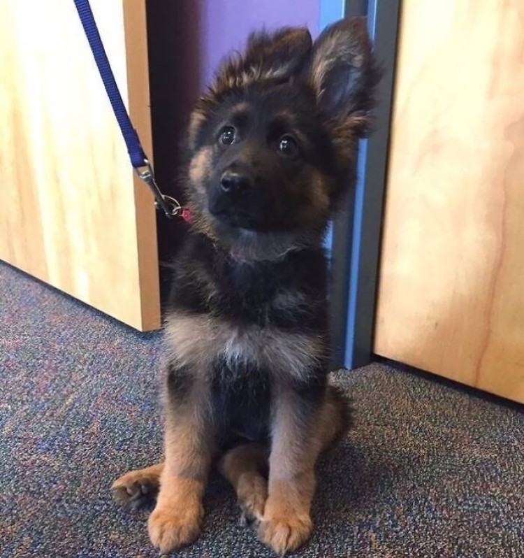 fotoinet anjing dilatih polisi