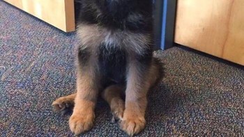 Namun, Labrador Retriever tidak pandai melindungi pawangnya. Itu adalah tugas untuk Gembala Jerman dan Gembala Belanda atau Belgian Malinois.  Foto: Boredpanda