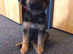 Potret Gemas Kala Para Anjing Dilatih Jadi Polisi