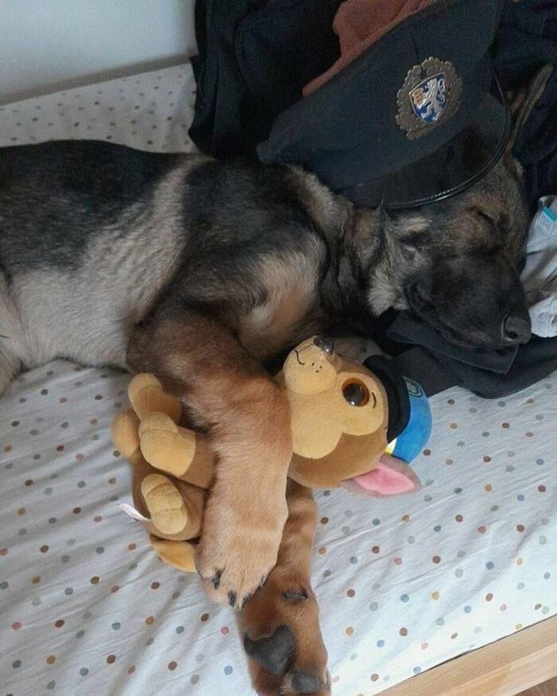 fotoinet anjing dilatih polisi