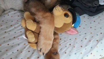Mereka adalah anjing patroli terbaik. Jenis anjing ini mendapatkan pelatihan untuk melindungi petugas mereka dan menundukkan penjahat. Mereka juga mendapatkan pelatihan penciuman narkotika. Foto: Boredpanda