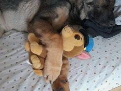 Potret Gemas Kala Para Anjing Dilatih Jadi Polisi