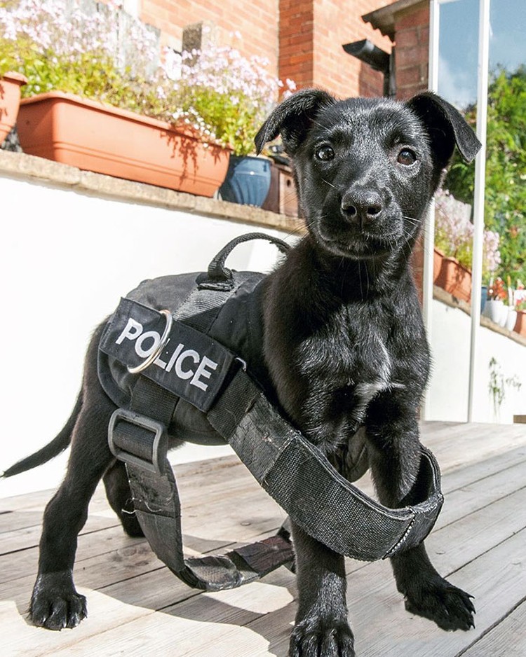 fotoinet anjing dilatih polisi