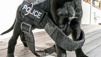 Gimana detikers? Foto: Boredpanda