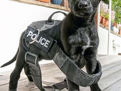 Potret Gemas Kala Para Anjing Dilatih Jadi Polisi