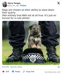 fotoinet anjing dilatih polisi