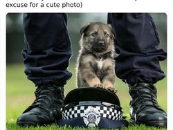 Potret Gemas Kala Para Anjing Dilatih Jadi Polisi