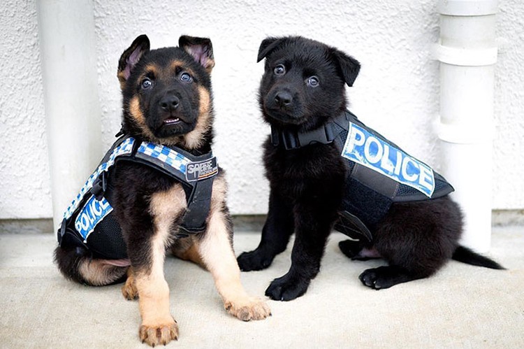fotoinet anjing dilatih polisi