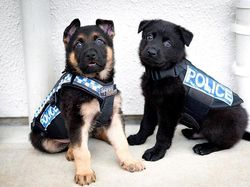 Potret Gemas Kala Para Anjing Dilatih Jadi Polisi