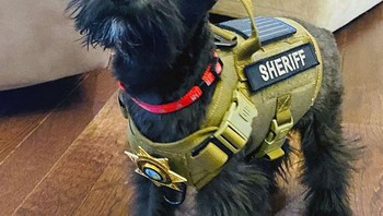 Apa pun kategori yang akan dilatih oleh pelatih untuk anak anjingnya, semua anjing yang bekerja harus melalui pelatihan kepatuhan pemula. Foto: Boredpanda