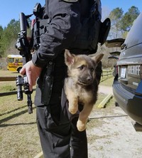 fotoinet anjing dilatih polisi