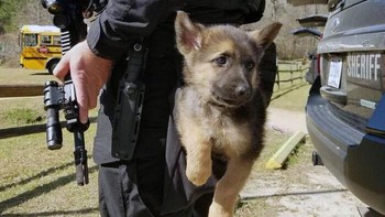 Anjing jenis Gembala Jerman (German Shepherd) dan Belgian Malinois adalah ras yang paling populer untuk pelatihan anjing polisi.  Foto: Boredpanda