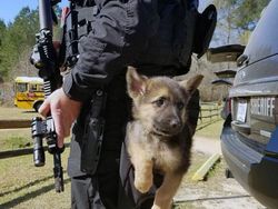 Potret Gemas Kala Para Anjing Dilatih Jadi Polisi