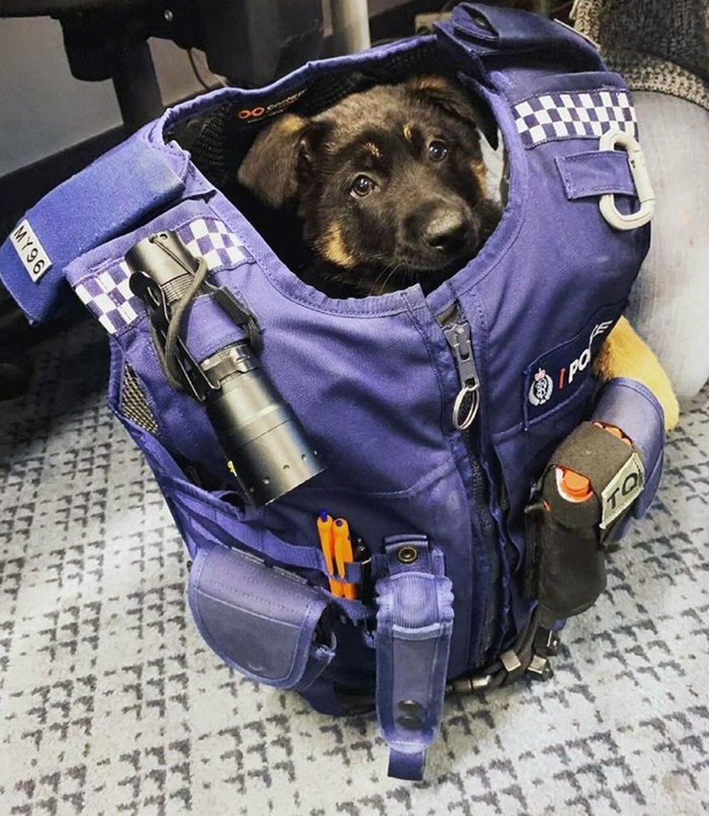 fotoinet anjing dilatih polisi