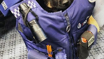 K9 Global Training menulis bahwa ras-ras tersebut sangat setia, dan dapat menyesuaikan diri dengan baik dengan mentalitas perlindungan pawang. Foto: Boredpanda