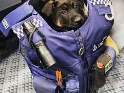 Potret Gemas Kala Para Anjing Dilatih Jadi Polisi