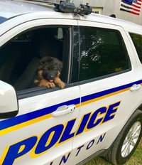 fotoinet anjing dilatih polisi