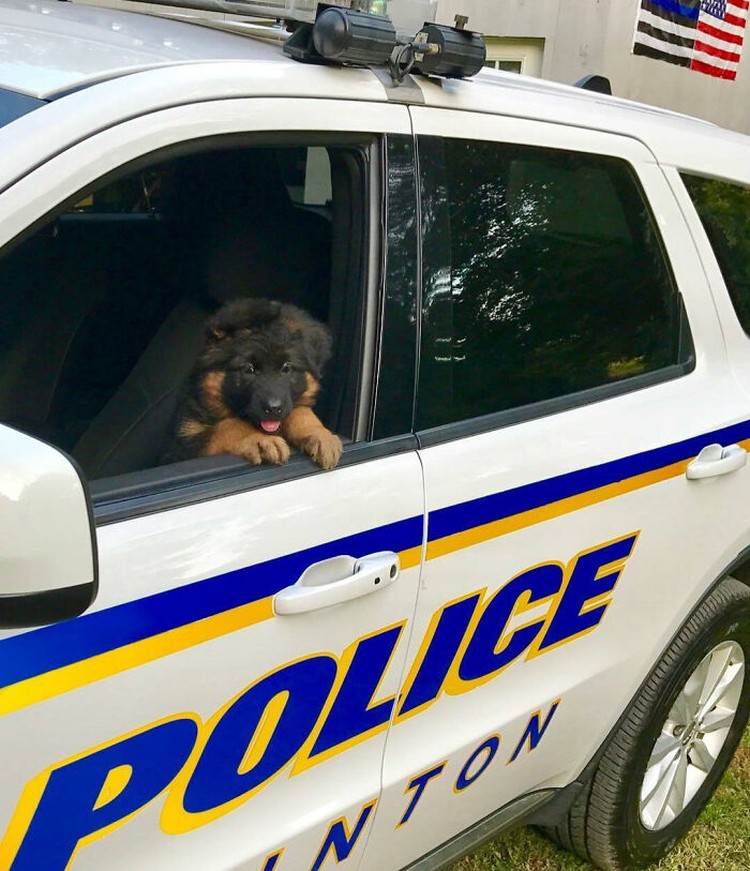 fotoinet anjing dilatih polisi