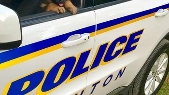 Jenis anjing Doberman juga merupakan kandidat yang bagus karena keberanian, sifat protektif, dan energi mereka yang tampaknya tidak pernah habis. Namun, mereka juga bisa lebih gugup dan mudah marah. Mungkin itu sebabnya mereka bukan pilihan pertama. Foto: Boredpanda