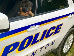 Potret Gemas Kala Para Anjing Dilatih Jadi Polisi