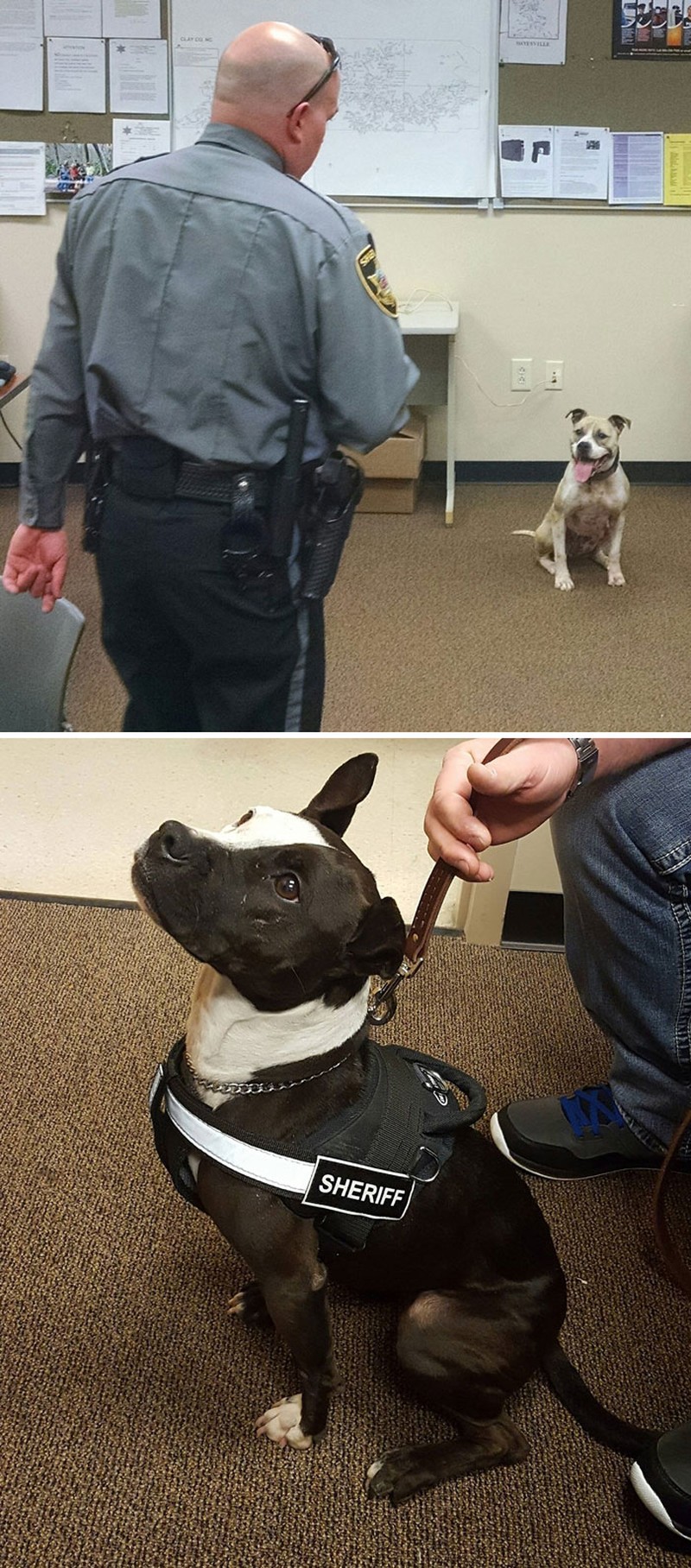 fotoinet anjing dilatih polisi