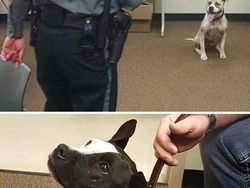 Potret Gemas Kala Para Anjing Dilatih Jadi Polisi