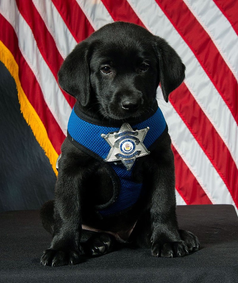 fotoinet anjing dilatih polisi